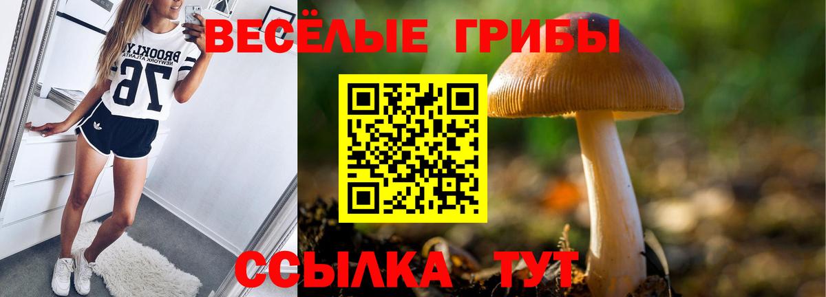 Зеленогорск  Галлюциногенные грибы Psilocybe  Вход с VPN 
